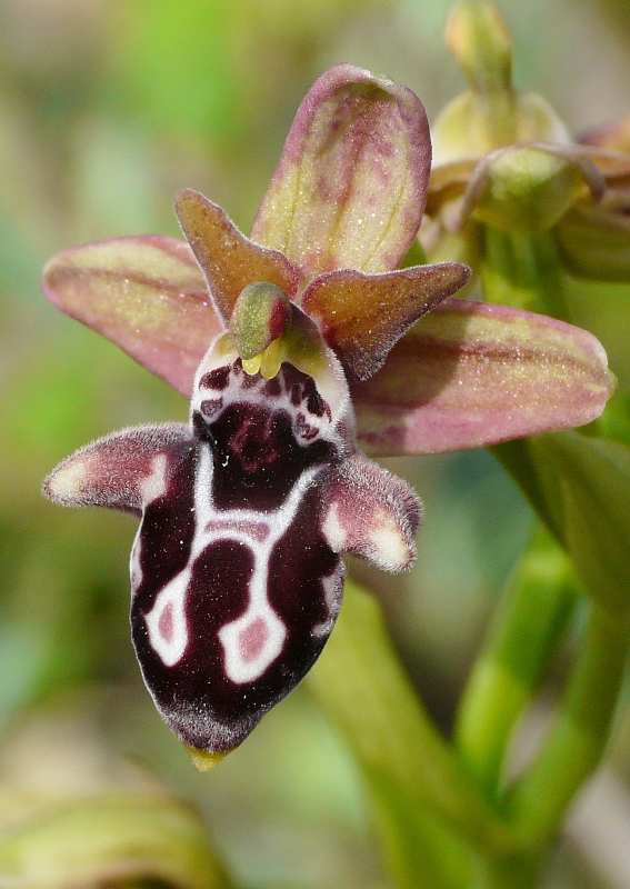 Le orchidee degli Dei: 8 giorni nel Peloponneso, marzo 2014.